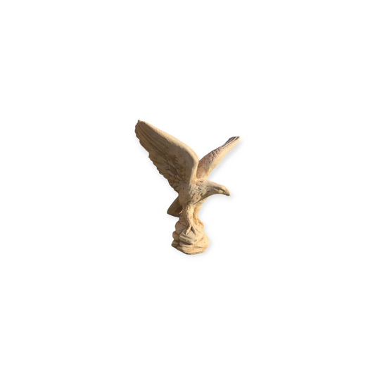 Aquila